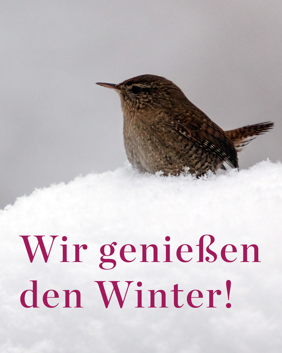 INS DHIP Wintergruß26