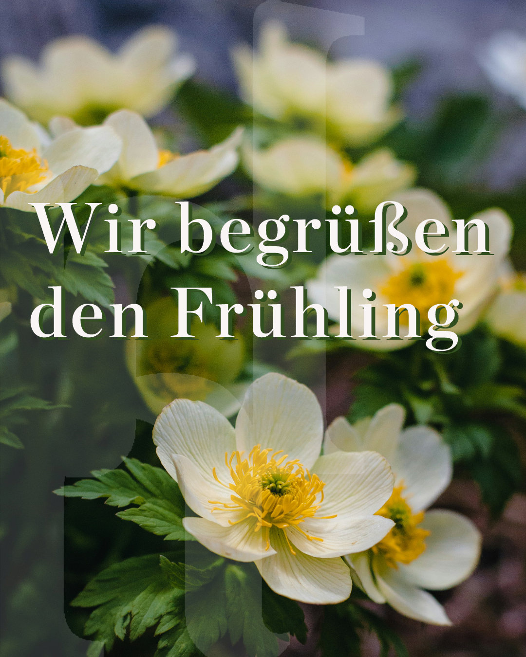 INS DHIP Frühlingsgruß